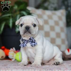 River, French Bulldog Puppy